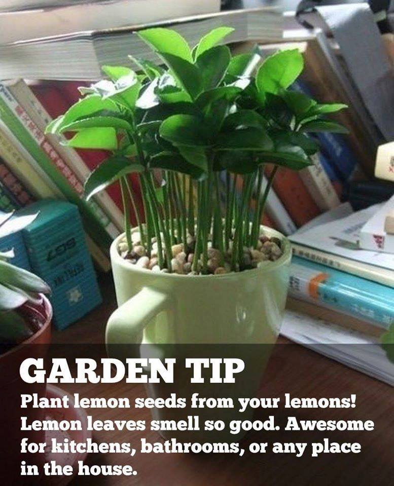 Let me show you how to turn a lemon seed into solitude